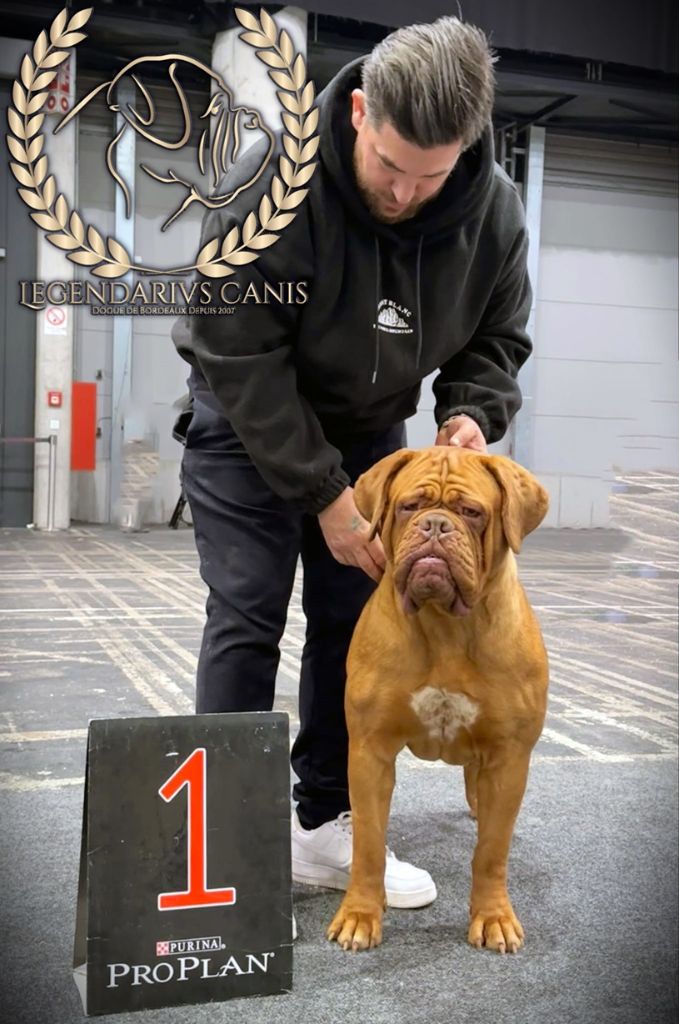 Legendarivs Canis Talion law - 1ère intermediaire femelle RCAC RCACIB