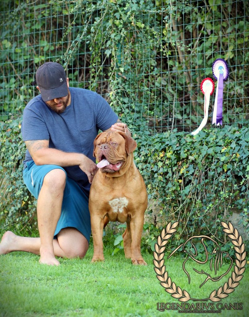 Legendarivs Canis Talion law - 1ère Classe Jeune JCACS Meilleur jeune et Meilleur de Race