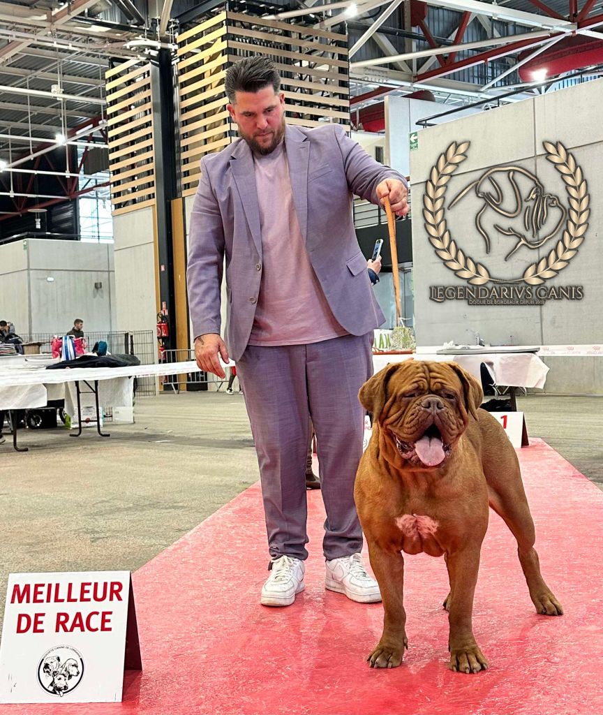 Legendarivs Canis Talion law - 1ère ouverte femelle CACS CACIB Meilleur de Sexe Opposé