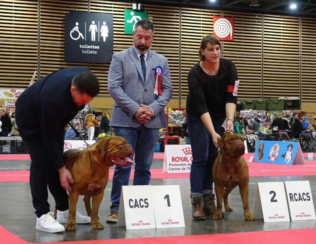 Legendarivs Canis Talion law - 1ére intermédiaire femelle CACS RCACIB