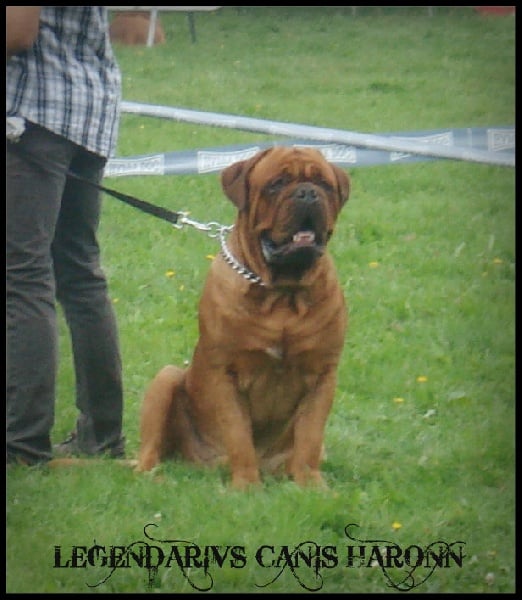 Legendarivs Canis Haronn dukna - Excellent Classe Jeune