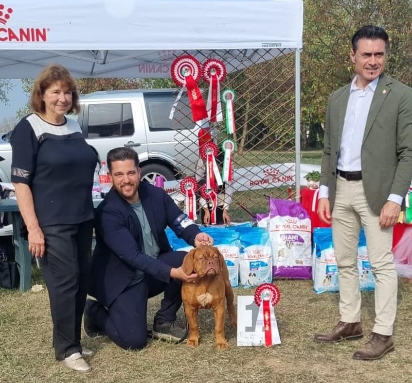 Legendarivs Canis Talion law - 1ère Baby femelle + Meilleur Baby