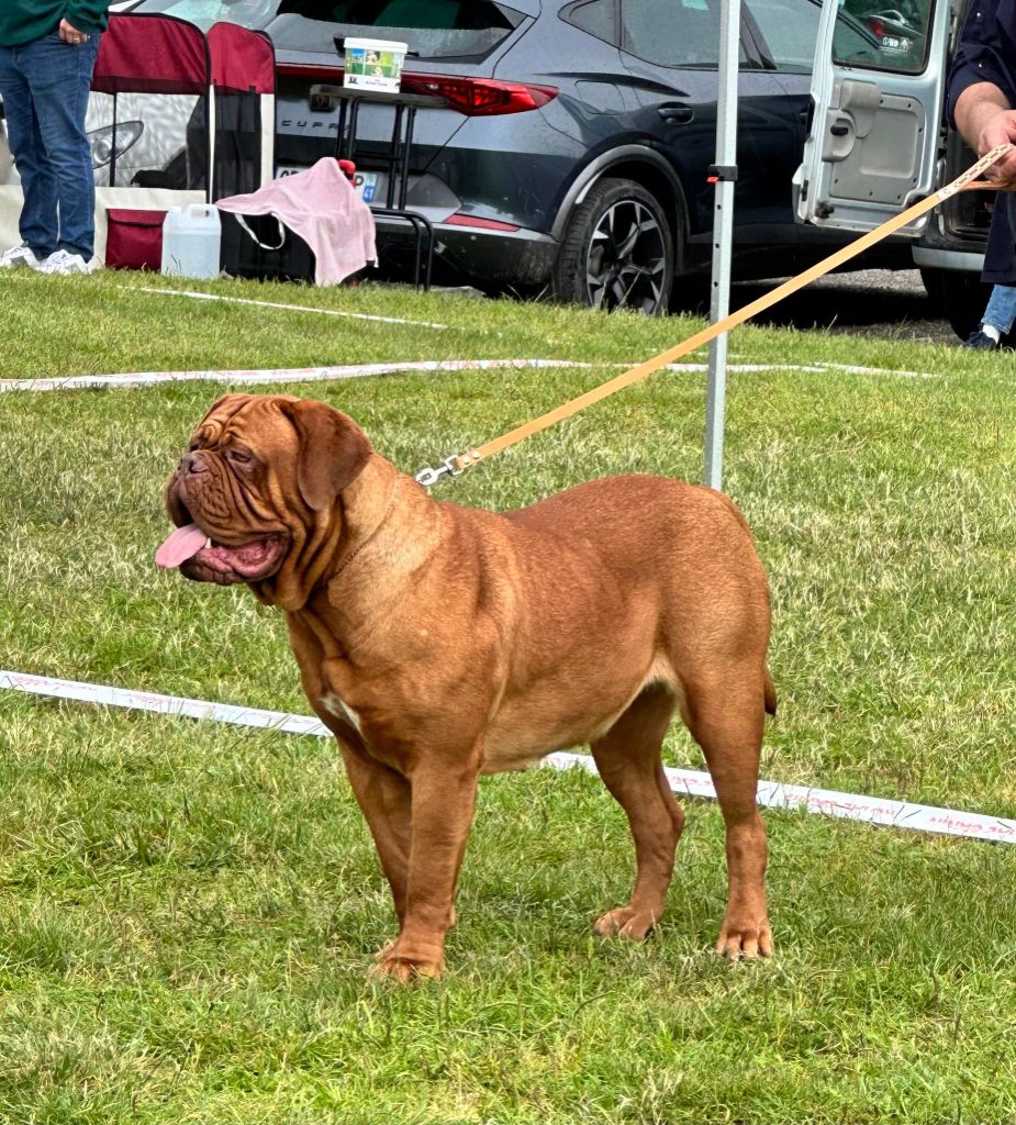 Legendarivs Canis Talion law - 2ème classe intermédiaire