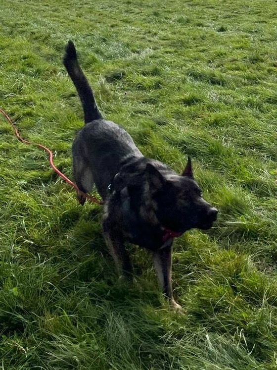 Véline du Domaine d'Hilara