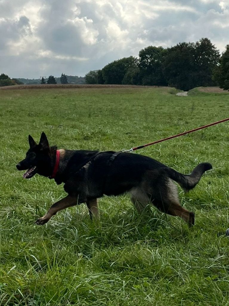 Véline du Domaine d'Hilara