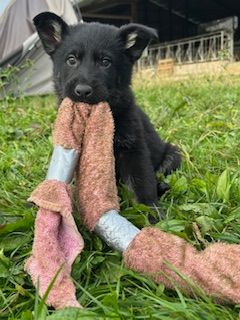 ATHOS - Berger Allemand