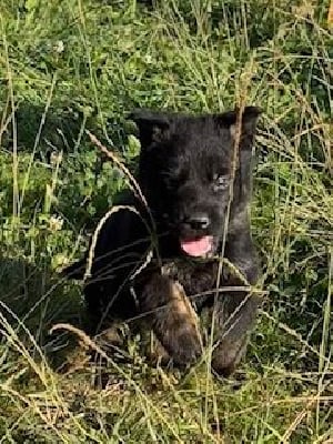 Les chiots de Berger Allemand