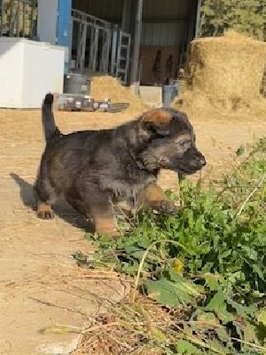 Les chiots de Berger Allemand