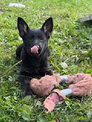Les chiots de Berger Allemand