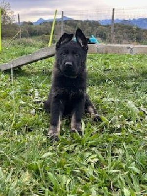 Les chiots de Berger Allemand