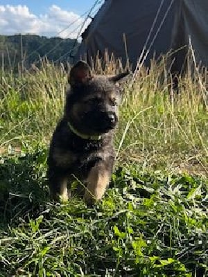 Les chiots de Berger Allemand
