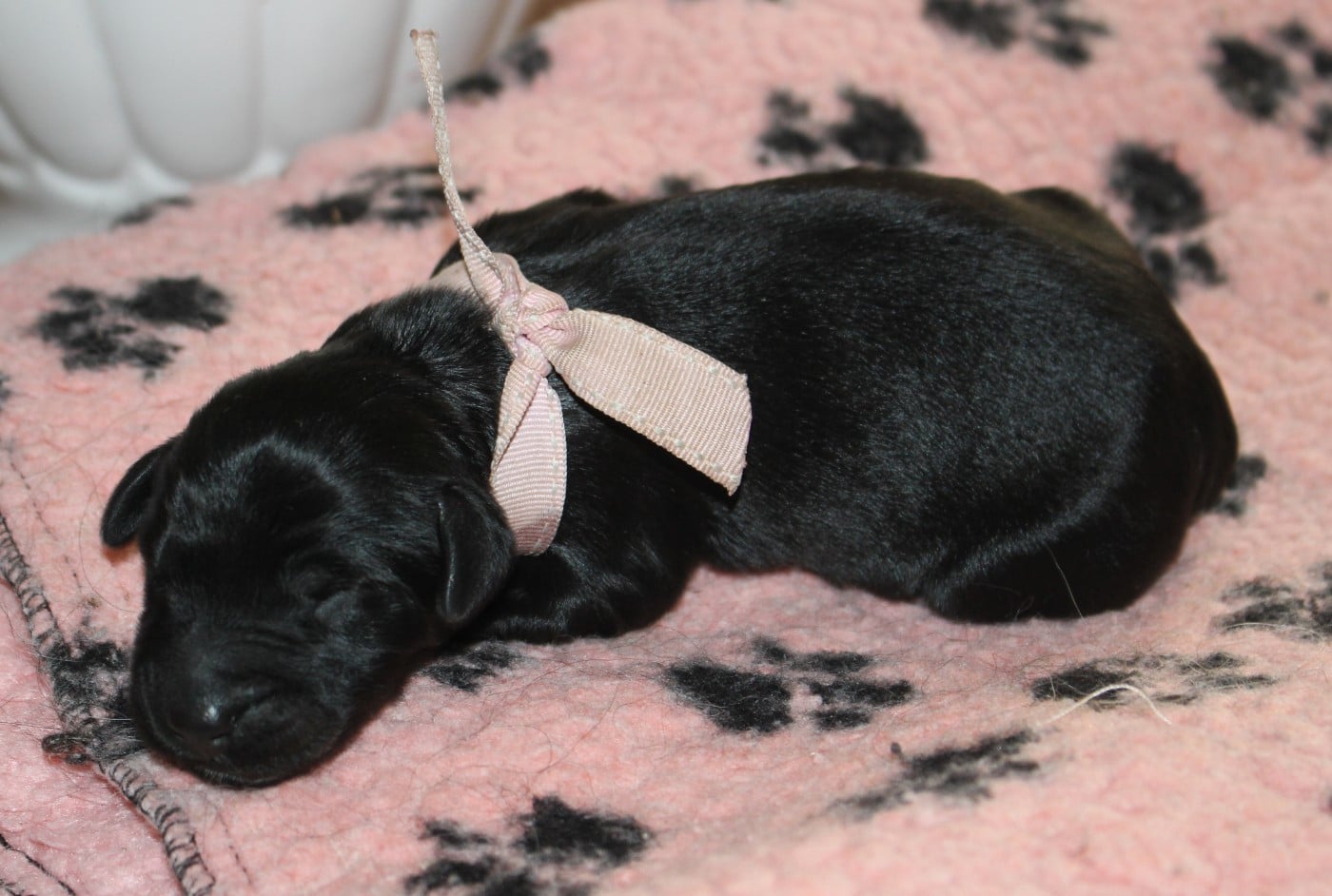 Chiot Berger de Brie