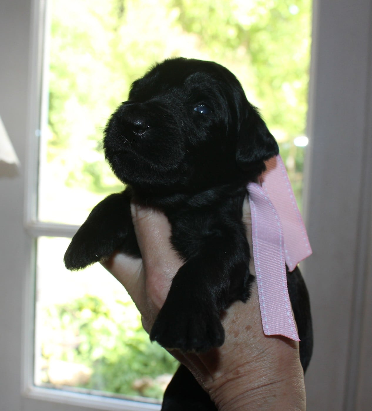 Berger de Brie - du val de l'auguis