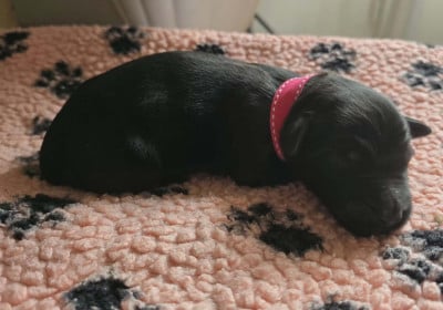 Les chiots de Berger de Brie