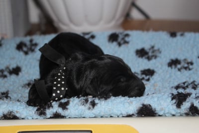 Les chiots de Berger de Brie