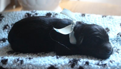 Les chiots de Berger de Brie