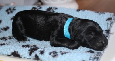 Les chiots de Berger de Brie