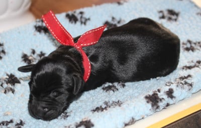 Les chiots de Berger de Brie