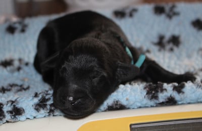 Les chiots de Berger de Brie