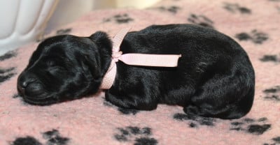 Les chiots de Berger de Brie