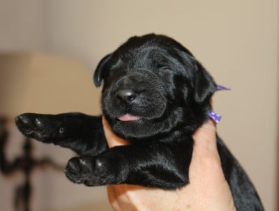 Les chiots de Berger de Brie