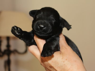 Les chiots de Berger de Brie