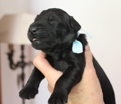 Les chiots de Berger de Brie