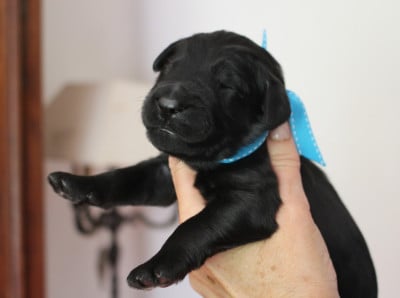 Les chiots de Berger de Brie