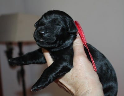 Les chiots de Berger de Brie