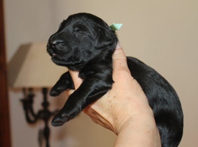 Les chiots de Berger de Brie