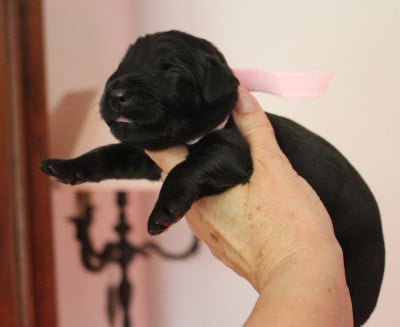 Les chiots de Berger de Brie