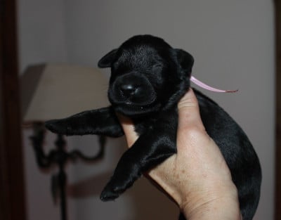 Les chiots de Berger de Brie