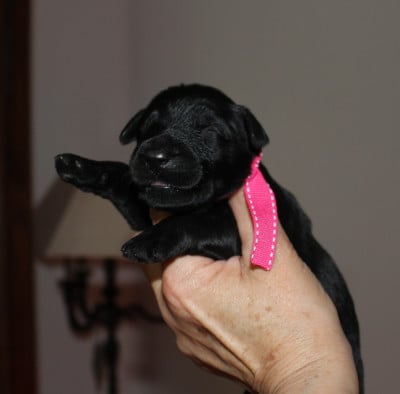 Les chiots de Berger de Brie