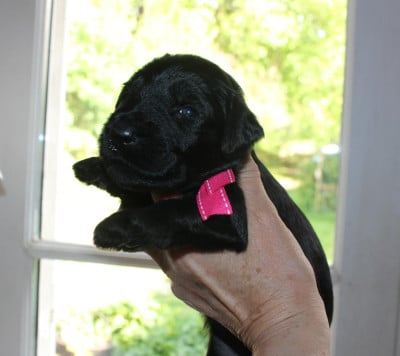 Les chiots de Berger de Brie