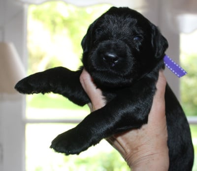 Les chiots de Berger de Brie