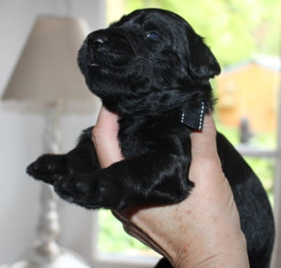 Les chiots de Berger de Brie