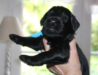 Les chiots de Berger de Brie
