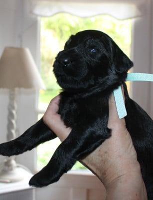 Les chiots de Berger de Brie