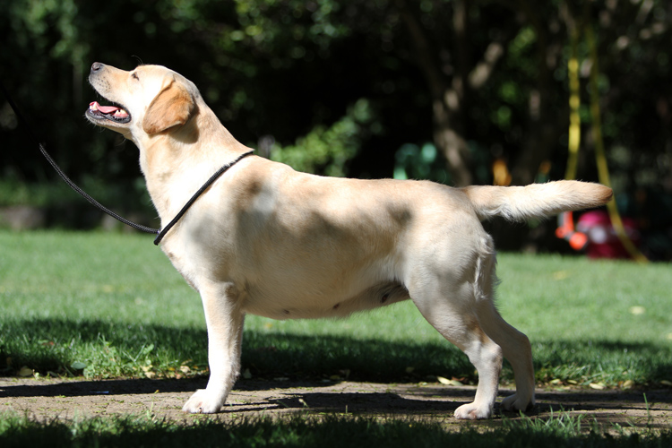 CH. Dt. jgd. undercover secret lady van de weeward