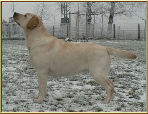 CH. Dt. jgd. undercover secret lady van de weeward