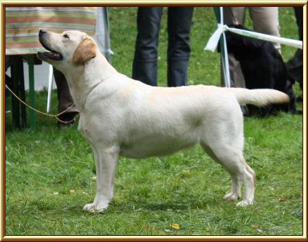 CH. Dt. jgd. undercover secret lady van de weeward