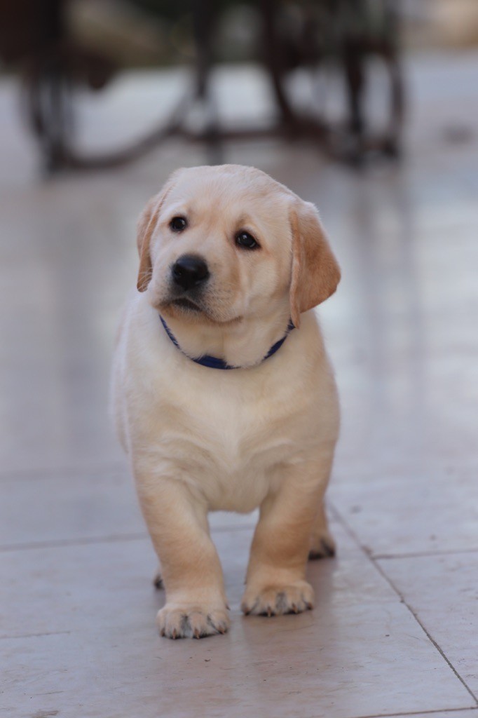 Chiot Labrador Retriever, CHIOT mâle LOF, mâle disponible