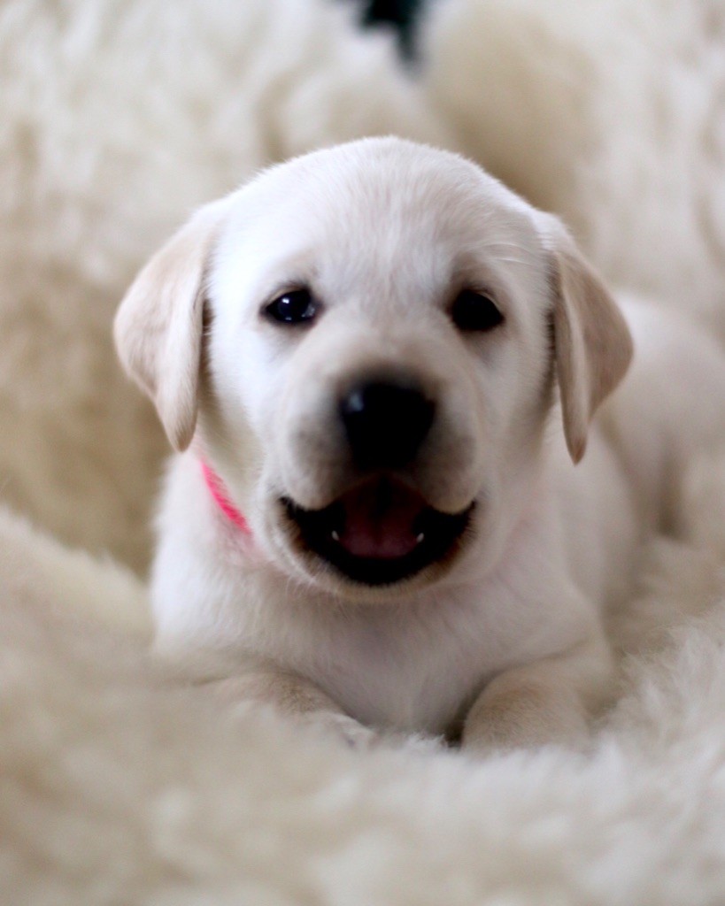 Chiot Labrador Retriever, CHIOT femelle LOF, femelle