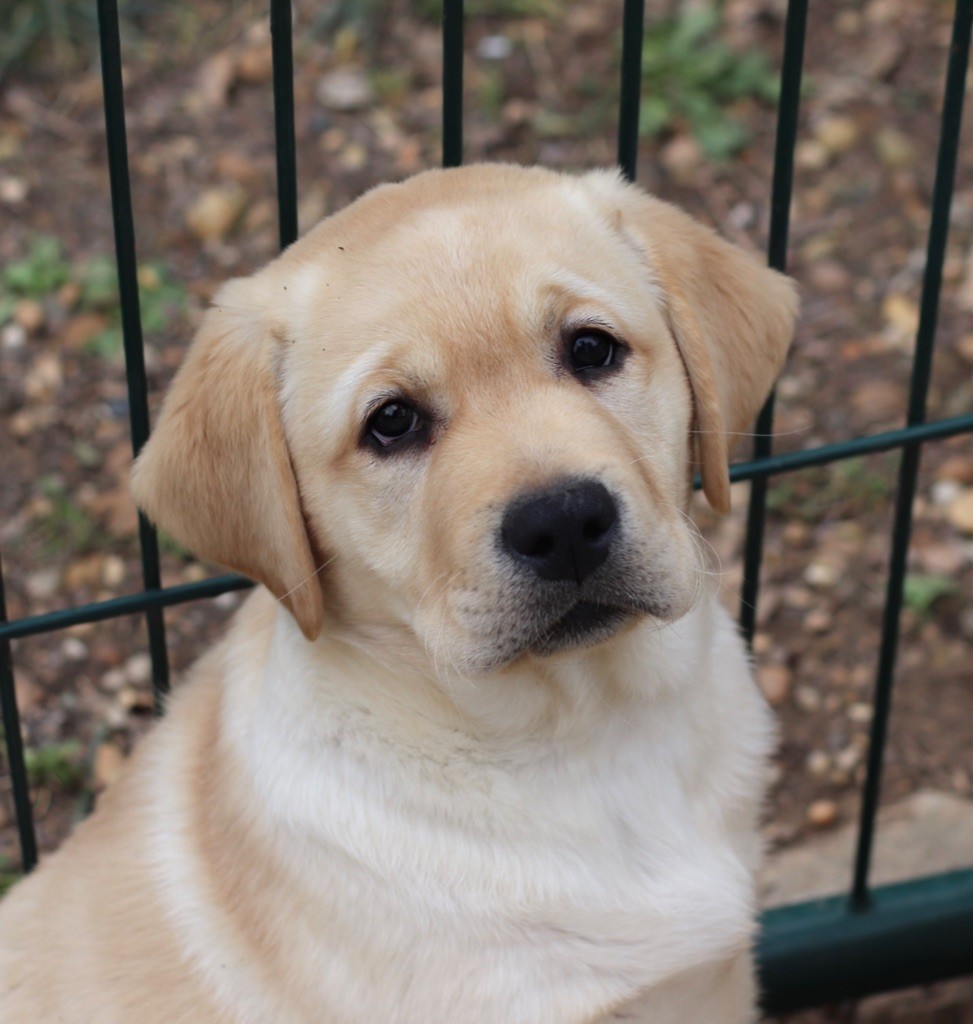 Chiot Labrador  Retriever CHIOT m le LOF m le disponible 