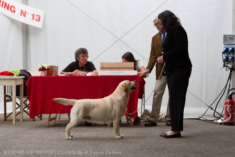 CH. Dt. jgd. undercover secret lady van de weeward - RCACM et RCACIB