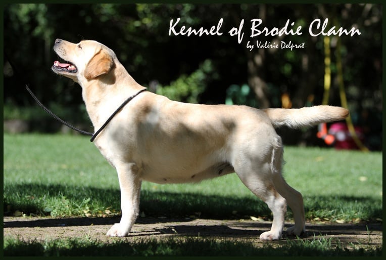 CH. Dt. jgd. undercover secret lady van de weeward - BOB, CACIB, CAC