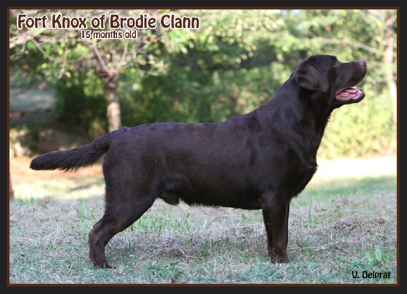 Fort knox Of Brodie Clann - RCAC