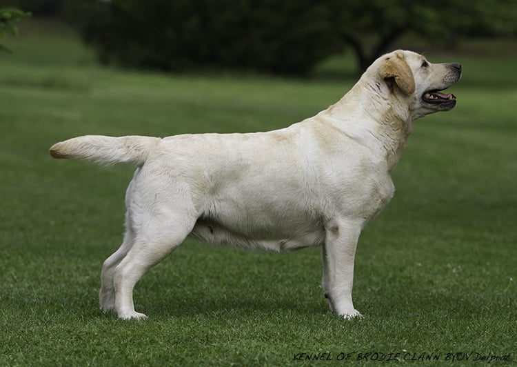 CH. Dt. jgd. undercover secret lady van de weeward - CAC et Meilleur de Race