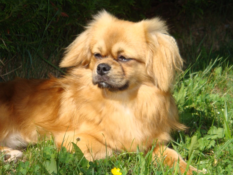 Dalaï lama de la goutte de bord