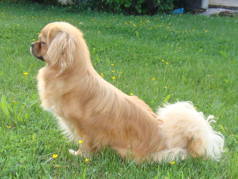 Dalaï lama de la goutte de bord